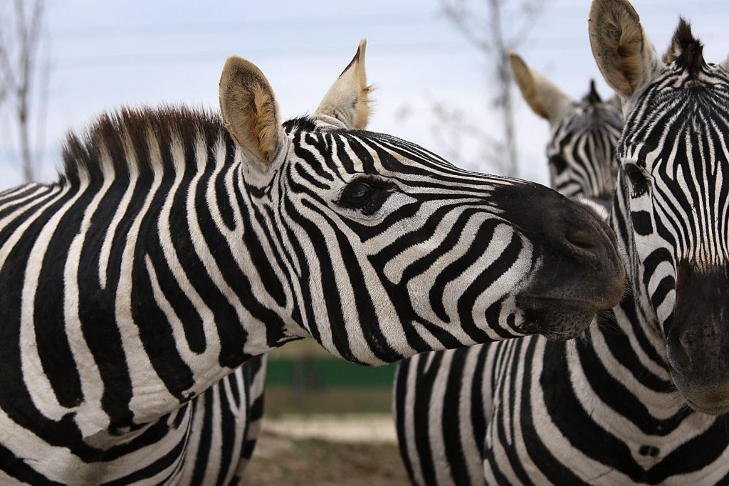 hotel bahamas lido di savio zoo safari ravenna